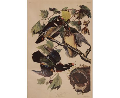 After John J Audubon (American, 1785-1851),Two large ornithological studies comprising: "Summer or Wood Duck" and "Pileated W