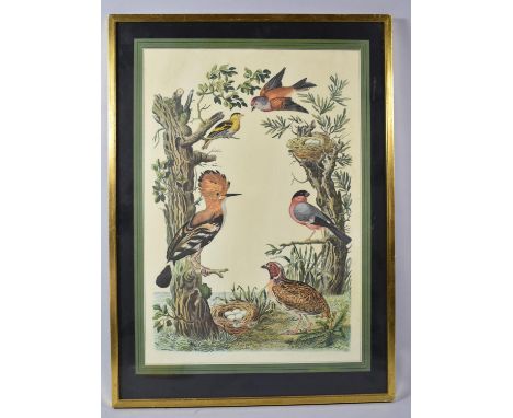 A Framed Print Depicting Birds, 42x29cm 