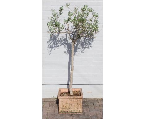 A vintage terracotta garden planter with olive tree, the pot 41cm x square x 32cm tall, the tree 180cm
