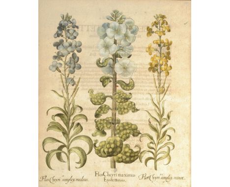 2 Kupferstiche aus Hortus Eystettensis, Basilius Besler, 1561-1629,  Aethiopis und Chery maximus, koloriert, je ca. 49x40cm, 