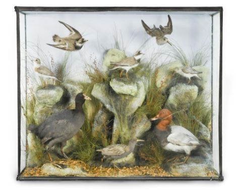 An early 20th century taxidermy group, to include a brace of Little Ring Plovers, a brace of Snipe, a Coot, a Water Rail and 