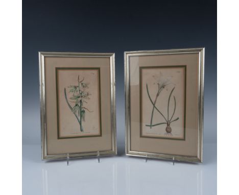 This pair of framed antique engravings by British botanist William Curtis published in the Botanical Magazine. Features a Nea