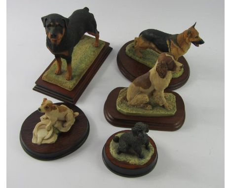 Five Border Fine Arts dog sculptures, comprising Rottweiler, German Shepherd, Patch-Brown Jack Russell, English Springer Span