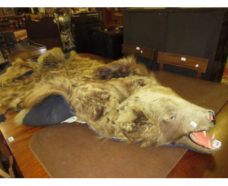Early 20th Century taxidermy grizzly bear skin rug with head