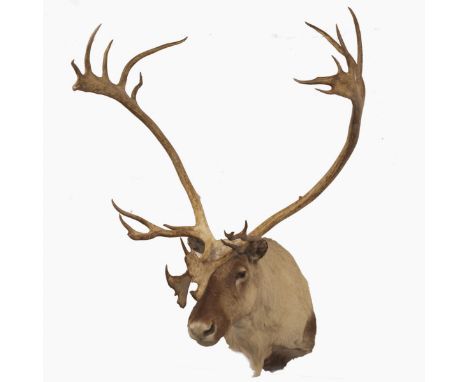 DESCRIPTION: Taxidermy caribou bull. Features enromous antlers and finished with naturalistic glass beaded eyes. Fitted with 