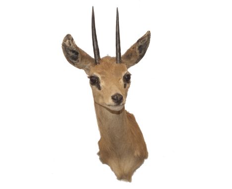 DESCRIPTION: Taxidermy African Dik-Dik, a small antelope from Africa. Features glass beaded eyes and a wooden panel along the