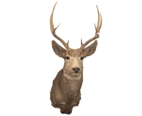 DESCRIPTION: Taxidermy mule deer with glasse beaded eyes and a wooden back panel ready for wall mounting.CIRCA: 20th Ct.ORIGI