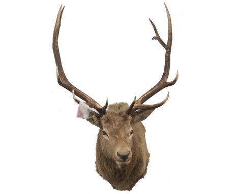 DESCRIPTION: Taxidermy North American elk. Features large antlers and glass beaded naturalistic eyes. Fitted witha wooden pan