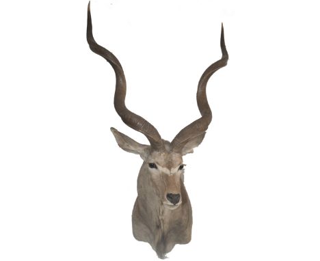 DESCRIPTION: Taxidermy antelope with glass beaded eyes. Fitted with a wood panel on the back for wall mounting.CIRCA: 20th Ct