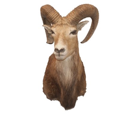 DESCRIPTION: Taxidermy Spanish mouflon fitted with glass beaded eyes as well as a wooden back panel for wall mounting.CIRCA: 