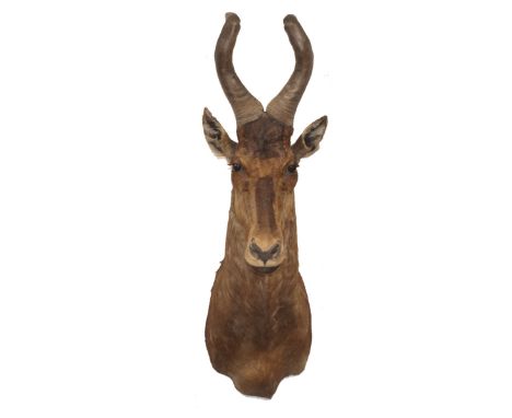 DESCRIPTION: Taxidermy hartebeest featuring glass beaded eyes and a wooden panel along the back, ready for wall mounting.CIRC