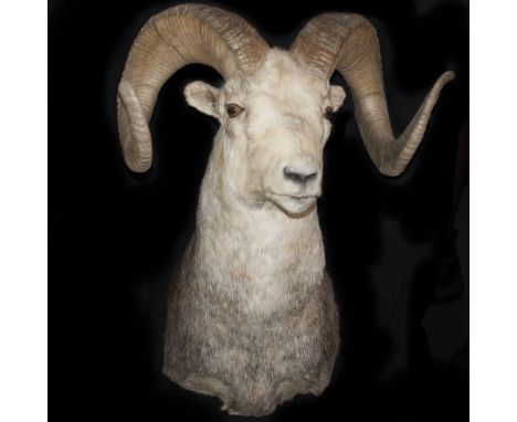 DESCRIPTION: Taxidermy Alaskan Dall sheep with naturalistic glass beaded eyes and a wood panel along the back for wall mounti