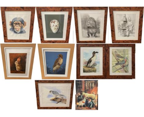 Taxidermy Art: A Quantity of Original Art Work by Graham Teasdale, Taxidermist, Rotherham, South Yorkshire, framed art work c