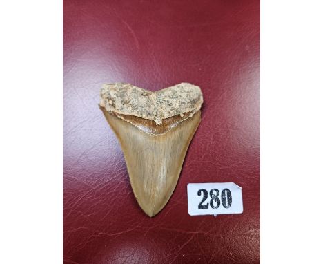 Megalodon (Otodus megalodon) tooth fossil, excavated in Indonesia 9.5cm in Length