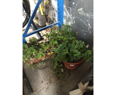 A trough and a pot of wild strawberry plants 