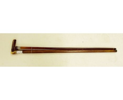 An Edwardian walking cane with a silver collar and a late Victorian stag horn handled walking stick 