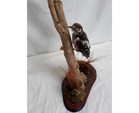  Sale Item:    TAXIDERMY GREAT SPOTTED JUVENILE WOODPECKER  Vat Status:   No Vat   Buyers Premium:  This lot is subject to a 