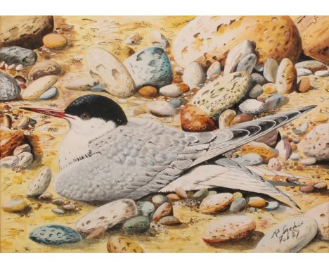 R. SinclairStudy of a common tern,signed, watercolour, dated Feb 1987, 53cm x 43cm