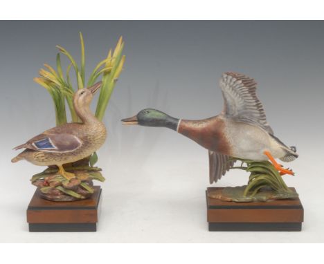 A pair of Royal Worcester porcelain models, Mallard Male and Female, modelled by R. Van Ruyckevelt, limited edition 341/500, 