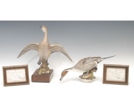 A pair of Royal Worcester porcelain models, American Pintail Male and Female, modelled by R. Van Ruyckevelt, limited edition 