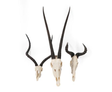 Antlers/Horns: African Hunting Trophies, circa late 20th century, three sets of horns on upper skulls to include - Cokes Hart
