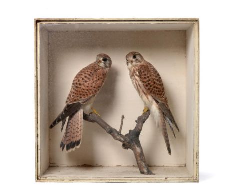 Taxidermy: A Cased Pair of Common Kestrels (Falco tinnunculus), circa late 19th century, by Joseph Cullingford, 1877-1905, Co