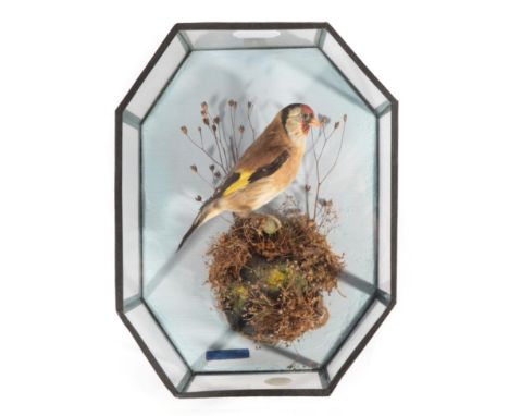 Taxidermy: An Octagonal Cased Goldfinch (Carduelis carduelis), by W.F. Homer, 105 Woodgrange Road, Forest Gate. London, a ful