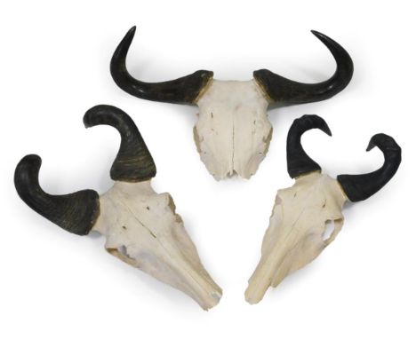 Antlers/Horns: African Hunting Trophies, circa late 20th century, two pairs of Lichtenstein's Hartebeest horns on cut upper s