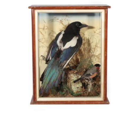 Taxidermy: A Victorian Cased Magpie and Bullfinch, by G. Pinchen, Taxidermist &amp; Skin Dresser, 39 Church Gate, Leicester, 