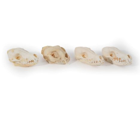 Skulls/Anatomy: African Caracal and Black-Backed Jackal Skulls, modern, South Africa, a complete African Caracal bleached sku