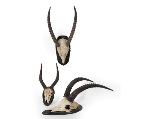 Antlers/Horns: African Hunting Trophies, circa 1977, three sets of horns on cut upper skulls to include - Uganda Kob, horns o