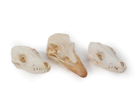 Skulls/Anatomy: Ostrich Skull and Black-Backed Jackal Skulls, modern, a complete bleached adult Ostrich skull, 19cm overall l