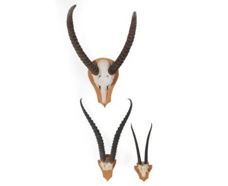 Antlers/Horns: African Hunting Trophies, circa late 20th century, three sets of horns to include - Grant's Gazelle horns on c