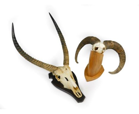 Antlers/Horns: A Collection of Hunting Trophy Horns, circa late 20th century, including - Ellipsen Waterbuck, horns on cut up