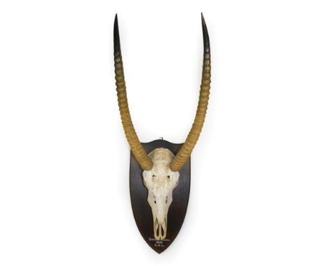 Antlers/Horns: Ellipsen Waterbuck (Kobus ellipsiprymnus), circa 1935, Southern Nigeria, adult horns on upper skull, mounted u
