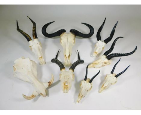 Antlers/Horns: A Selection of African Hunting Trophy Skulls, a varied selection of African hunting trophies to include - male