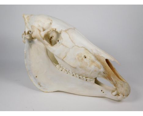 Skulls/Anatomy: Burchell's Zebra Skull (Equus quagga), modern, complete bleached skull, 47cm by 28.5cm 