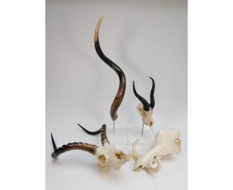 Antlers/Horns; African Hunting Trophies, a collection of various trophy skulls/horns to include - South African Springbok hor