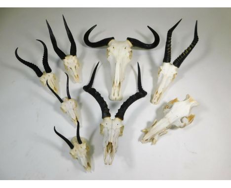 Antlers/Horns: A Selection of African Hunting Trophy Skulls, a varied selection of African hunting trophies to include - male
