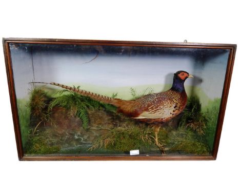 Taxidermy: A Cased Ring-Necked Pheasant (Phasianus colchicus), circa 1900, full mount cock bird facing to the left, amongst a