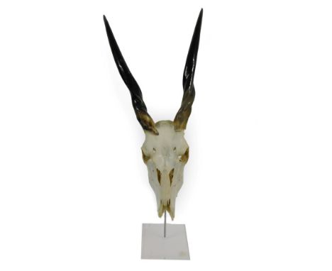 Antlers/Horns: African Hunting Trophy Common Eland (Taurotragus oryx), modern, polished horns on upper skull, mounted upon a 