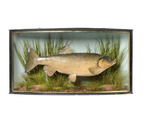 Taxidermy: A Cased Chub (Squalius cephalus), by John Cooper &amp; Sons, 28 Radnor Street, St Luke's, London, EC, preserved an