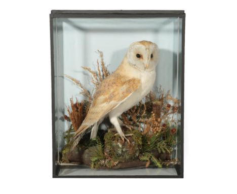 Taxidermy: A Wall Cased Barn Owl (Tito alba), by F.E. Gunn, 86 St Giles Street, Norwich, a full mount perched upon a moss cov