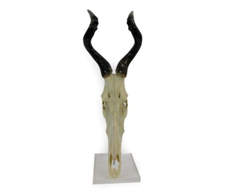 Antlers/Horns; African Hunting Trophy Red Hartebeest (Alcelaphus caama) polished horns on upper skull on stand, mounted to a 