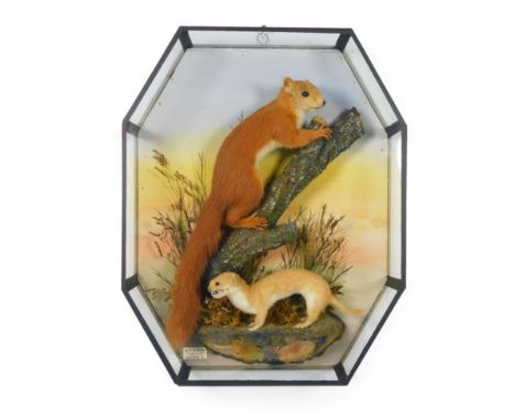 Taxidermy: An Octagonal Cased Red Squirrel and Weasel, by W.F. Homer, 105 Woodgrange Road, Forest Gate. London, a full mount 