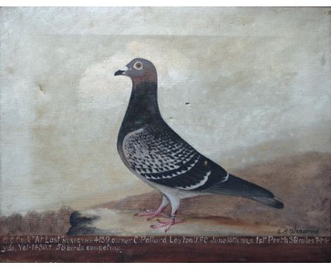 Edward Henry Windred (British, 1875-1953):
a portrait of a carrier pigeon, 'B C Cock "At Last"...owner C Pollard Leyton U.F.C
