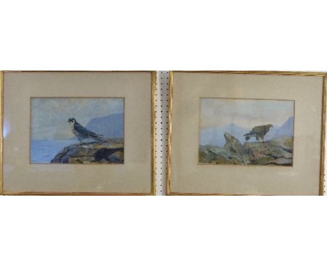 R. B. Lodge (British, 19thC/20thC), Golden Eagle and Peregrine Falcon, a pair, watercolour, both signed bottom left, 8½in x 1