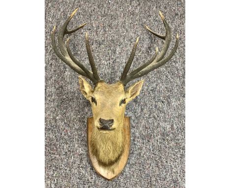 TAXIDERMY - RED DEER STAG'S HEAD TROPHY, shoulder mount, 10 point antlers, mounted on mahogany shield, 118cms H, 83cms Span, 