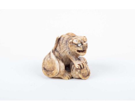 A Japanese carved ivory netsuke, 19th century, in the style of Hakuryu, well carved as a tiger seated on its haunches, its pa