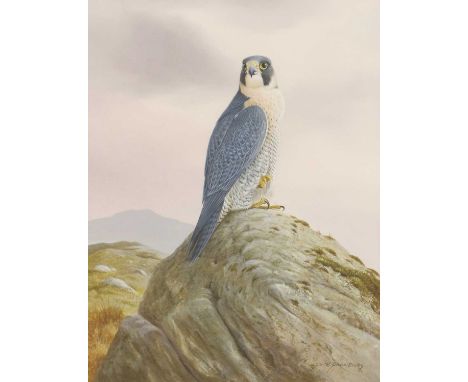 ▴ Ron David Digby (b.1936)Peregrine Falconsigned 'R. David Digby' l.r., watercolour and bodycolour31 x 23cmCondition ReportFr